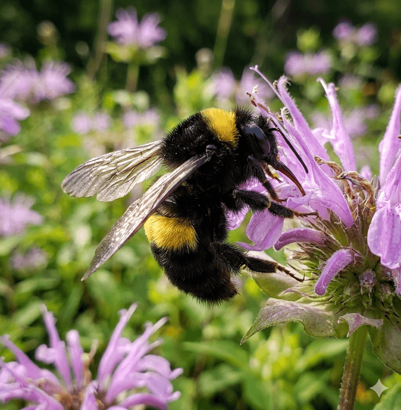 Black-and-gold Bumble Bee